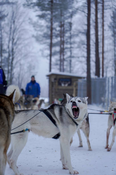 Team of huskies pulling sled through winter forest. Scenic view of snowy trail lined with trees. Outdoor adventure activity in cold climate.