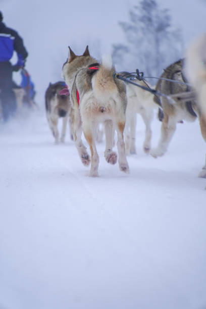 istock Dog Sledding Adventure in Snowy Wilderness 2189997817