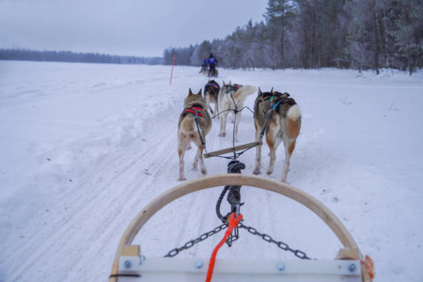 istock Dog Sledding Adventure Through Snowy Forest 2189997849
