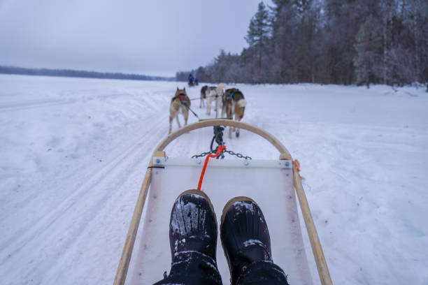 Dogs pulling sled through snowy terrain. Thrilling winter adventure scene. Tranquil forest backdrop ideal for wilderness exploration.