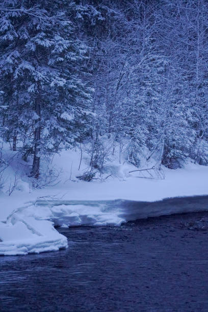 Calm river flows through snow-laden forest under a winter sky. Tranquil scene of nature in cold climate.