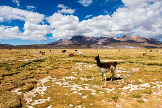 istock Lama in the Andes 2189999552