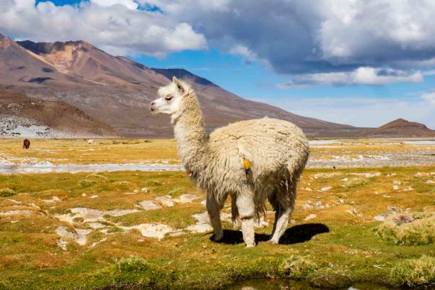 istock Lama in the Andes 2189999557