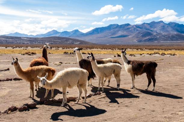 istock Lama in the Andes 2189999575