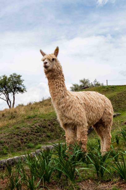istock Lama in the Andes 2189999579