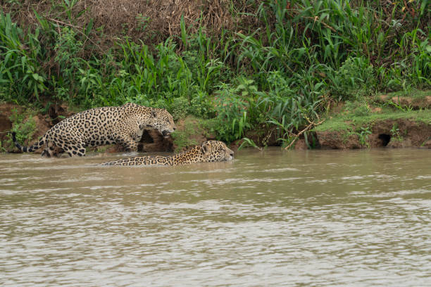 istock Jaguar brothers come down off high bank and enter river walking along 2189999683