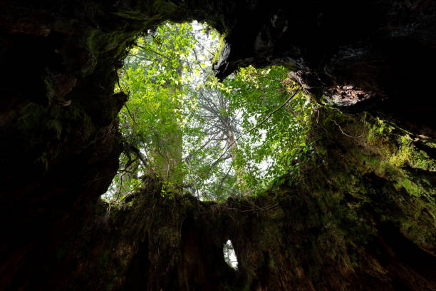 istock Wilson Stocks (Wilson kabu) in Yakushima 2190001338
