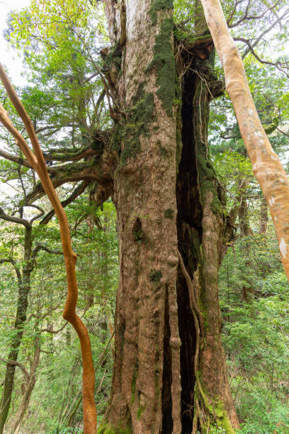istock Estimated 3,000 year old Daio cedar tree in Yakushima 2190001401