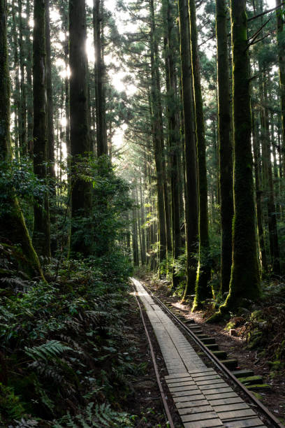 World Heritage Yakushima Torokko Road