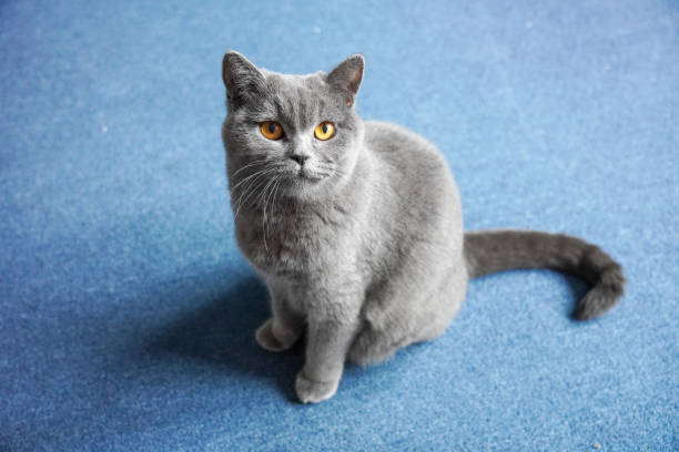 cute blue cat sit on the bed near window, Korat cat