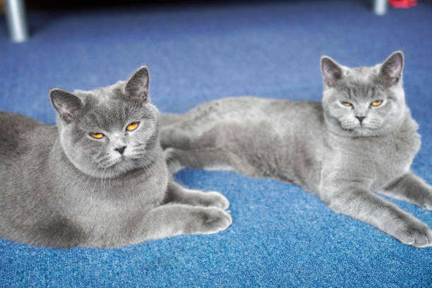 Two gray British Shorthair cats with bright amber eyes lounging together on a blue carpet. Their calm demeanor and soft fur make them look serene and elegant in a cozy indoor setting.K