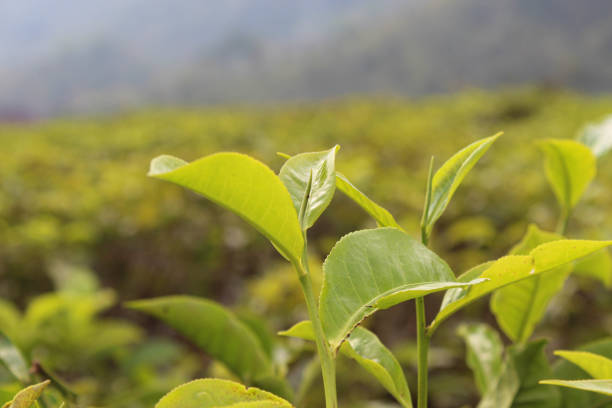 Close up view of tea leaf shoots