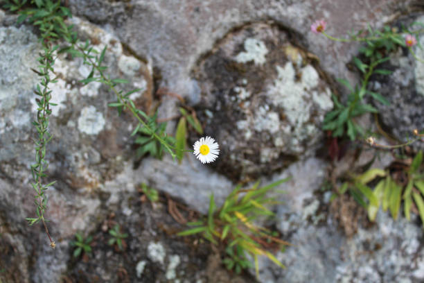 Erigeron karvinskianus, or the Mexican fleabane, on the stone wall
