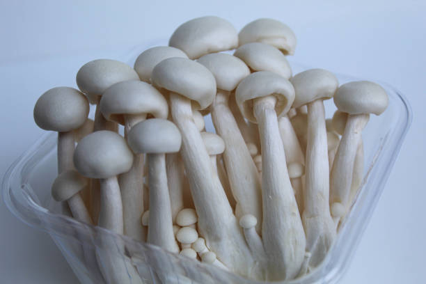 One cluster of bunapi shimeji, or white beech, or white clamshell mushroom, inside plastic container, isolated on white background