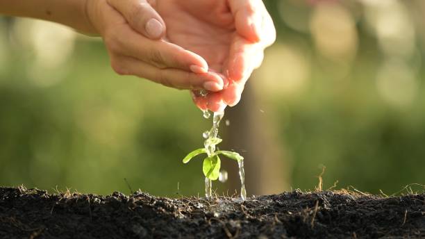 istock Close-Up Photography Nurturing Seedling Sustainability 2190009986
