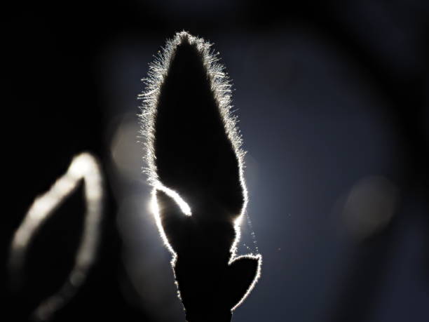 Tokyo,Japan - December 15,  2024: Buds of white magnolia at winter afternoon