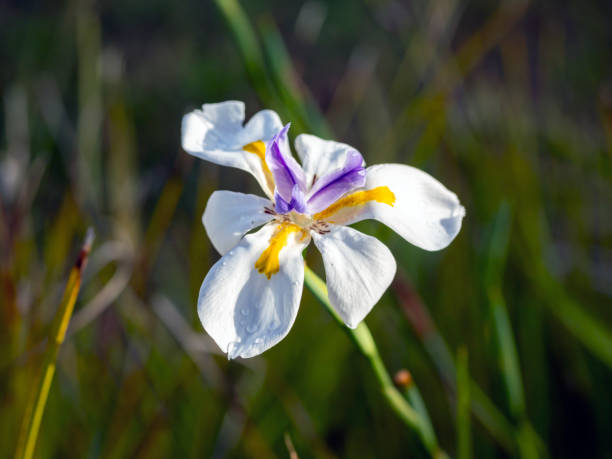 Dietes Grandiflora plant