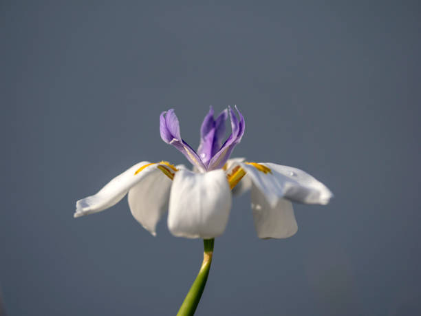 white iris flower isolated on white background.