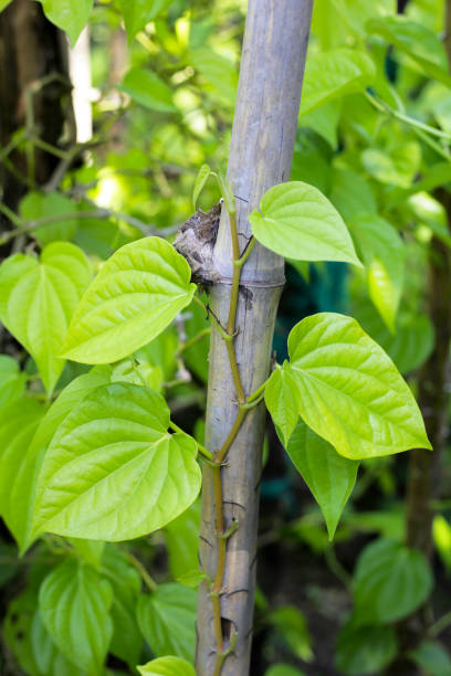 istock Growing betel plant in the garden 2190013220