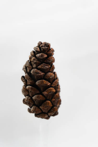 Cones hang on the branches of a green spruce.