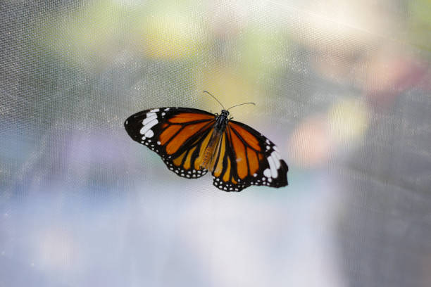 istock A beautiful butterfly in the garden 2190013671