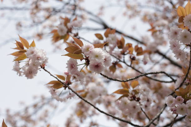 istock Branches of sakura flowers, cherry blossom 2190014176