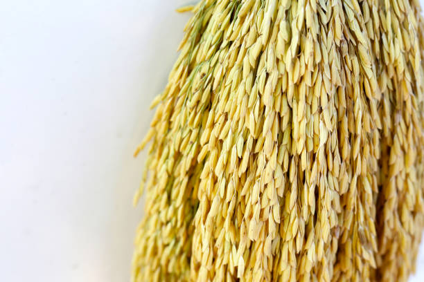 The golden rice is ripe, and the straw is depressed
