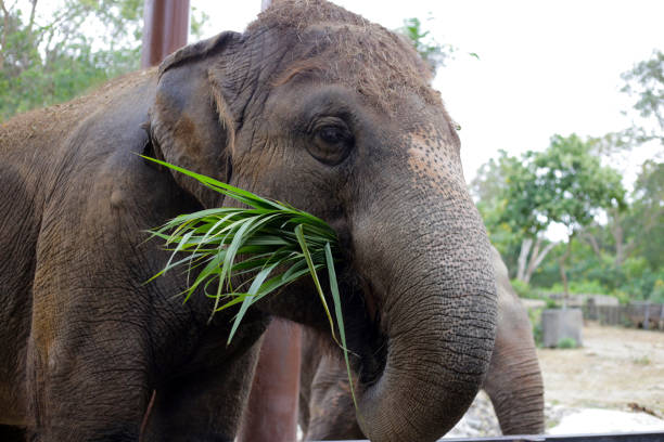 istock Thai elephant in the zoo 2190016276