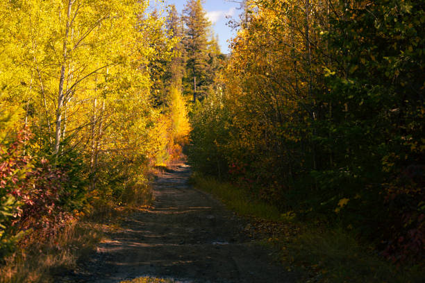 Excellent paved road to Maligne Lake. Maligne Lake is the second largest glacial lake in the world. Alberta, Canada, National Park Jasper. Quiet cloudy autumn day