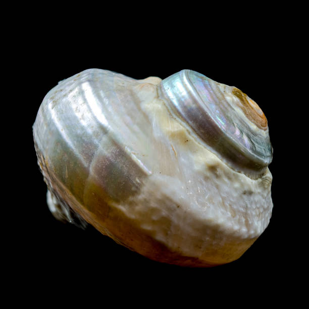 istock Turbo imperialis Sea Snail on Black Background 2190018938