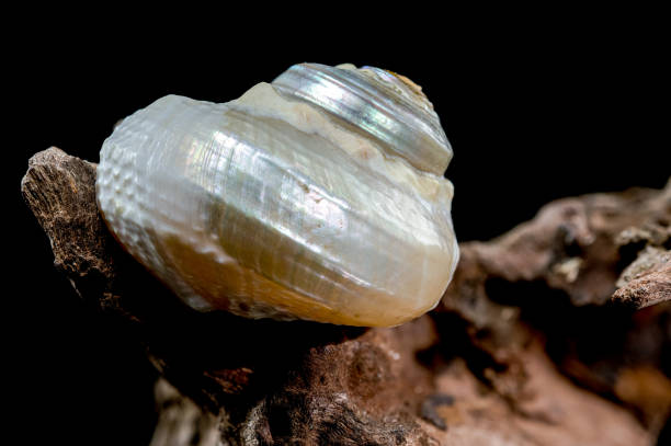 istock Iridescent Sea Snail on Driftwood 2190018987