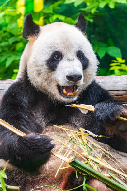 istock The Giant Panda Bear sits while eating a bamboo stalk 2190019408