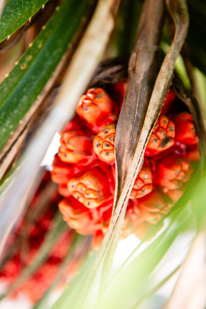 Koh Wai, Koh Chang. Orange palm tree fruit on branch with green leaves. Tropical palm with orange seeds. Pandanus palm branch close-up.