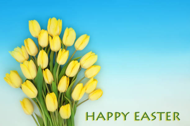 Happy Easter yellow tulip flowers of Spring on gradient blue white background with text. Floral seasonal nature composition.