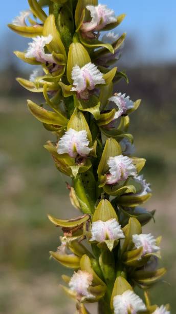 istock Fringed leek orchid showing its many flowers 2190022771