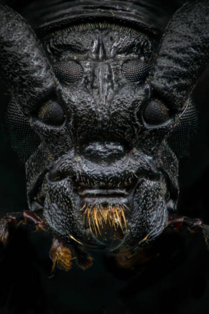 extreme closeup on the head of an  European longhorn beetle, Cerambyx cerdo, beetle portrait, Focus stacking, extreme macro close up, great capricorn beetle