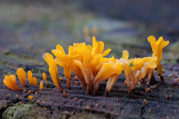 istock Aureoboletus thibetanus mushrooms growing wild in a broadleaf forest in autumn. 2190023288