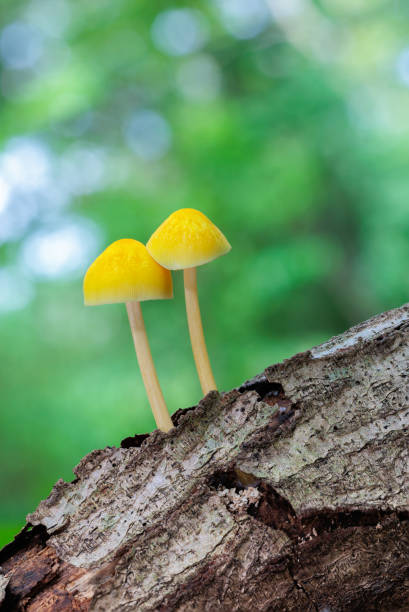Pluteus leoninus mushrooms is a very small yellow mushroom.