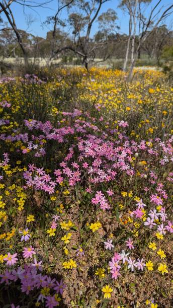 istock Bright colors in Western Austrian bushland 2190023471