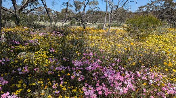 istock Western Australia's wildflowers 2190023589