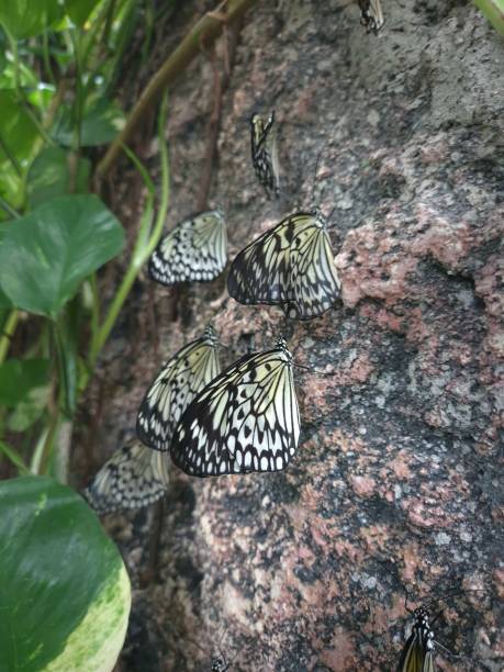 Collection of pinned specimens of moths and butterflies from countries around the world, labeled. Sometimes male and female forms- numbered and publicly displayed in a vertical drawer attached to the wall.
