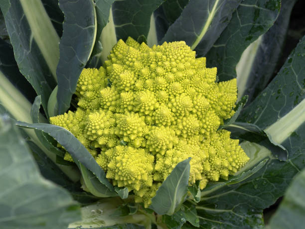 istock Cultivation of Romanesco in the field 2190025897