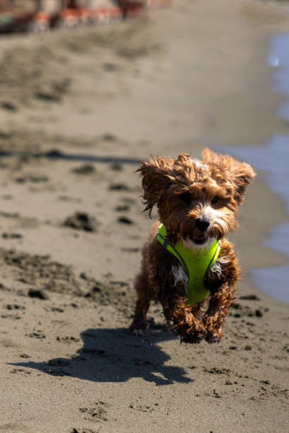 istock Brown young poodle running on the sand 2190026090