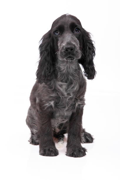 istock Sad-looking Black Cocker Spaniel Puppy Sitting on a White Background 2190026661