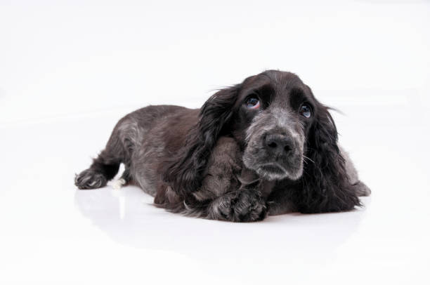 Sad-looking Black Cocker Spaniel Puppy Sitting on a White Background