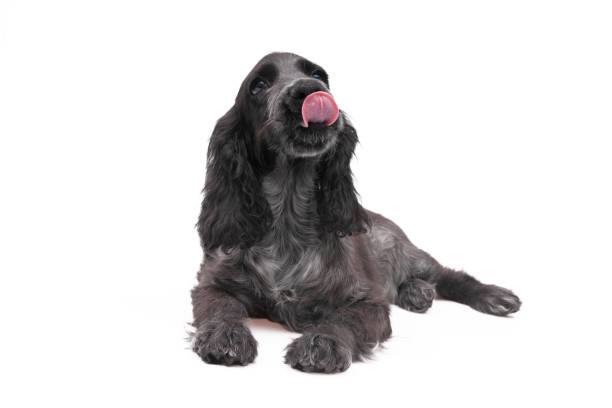 Sad-looking Black Cocker Spaniel Puppy Sitting on a White Background