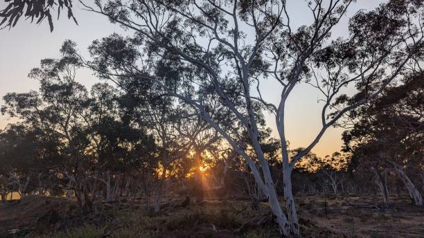 istock Sunrise in the bush 2190027378