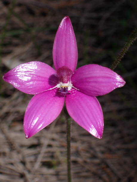 istock Shining pink enamel orchid 2190028263