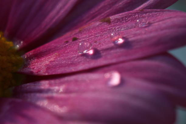 An abstract overhead view of a Hibiscus flower just as it is about to bloom.