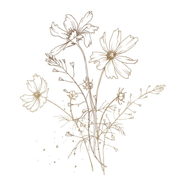 Field, meadow, wild flowers and herbs cosmos, shepherd s purse with pollen. Line art is a simple hand-drawn illustration in beige, ochre, brown ink. Bouquet flowers vector EPS